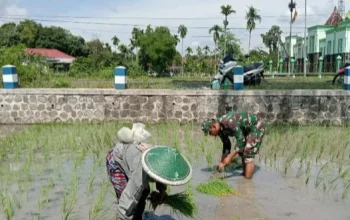 Babinsa Dorong Peningkatan Ekonomi Warga lewat Pendampingan Pertanian di Aceh