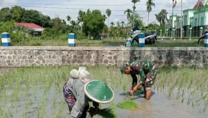 Babinsa Dorong Peningkatan Ekonomi Warga lewat Pendampingan Pertanian di Aceh