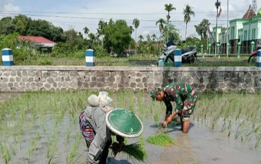 Babinsa Dorong Peningkatan Ekonomi Warga lewat Pendampingan Pertanian di Aceh