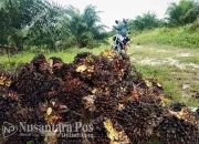 Bensin Sawit: Terobosan Indonesia Mengguncang Masa Depan Energi Nasional