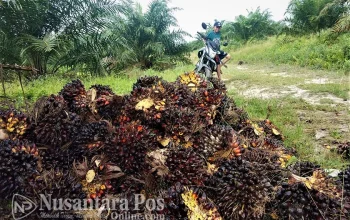 Bensin Sawit: Terobosan Indonesia Mengguncang Masa Depan Energi Nasional