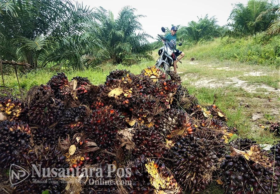 Bensin Sawit: Terobosan Indonesia Mengguncang Masa Depan Energi Nasional