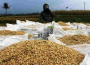 Bentrok Walenrang Ganggu Panen, Harga Gabah Anjlok dalam Dua Hari