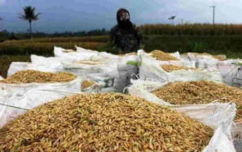 Bentrok Walenrang Ganggu Panen, Harga Gabah Anjlok dalam Dua Hari