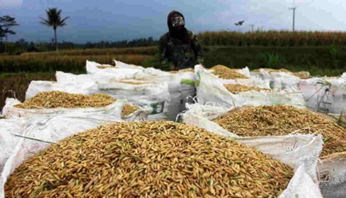 Bentrok Walenrang Ganggu Panen, Harga Gabah Anjlok dalam Dua Hari