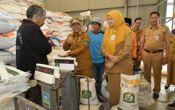 Bulog Buka Akses Publik: Cek Stok Beras Secara Langsung di Gudang Nasional