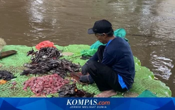 Dosen UNSRI Ungkap Risiko Besar Ikan Sapu-sapu Tak Layak Dikonsumsi di Tengah Penangkapan Massal Jakarta