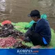 Dosen UNSRI Ungkap Risiko Besar Ikan Sapu-sapu Tak Layak Dikonsumsi di Tengah Penangkapan Massal Jakarta