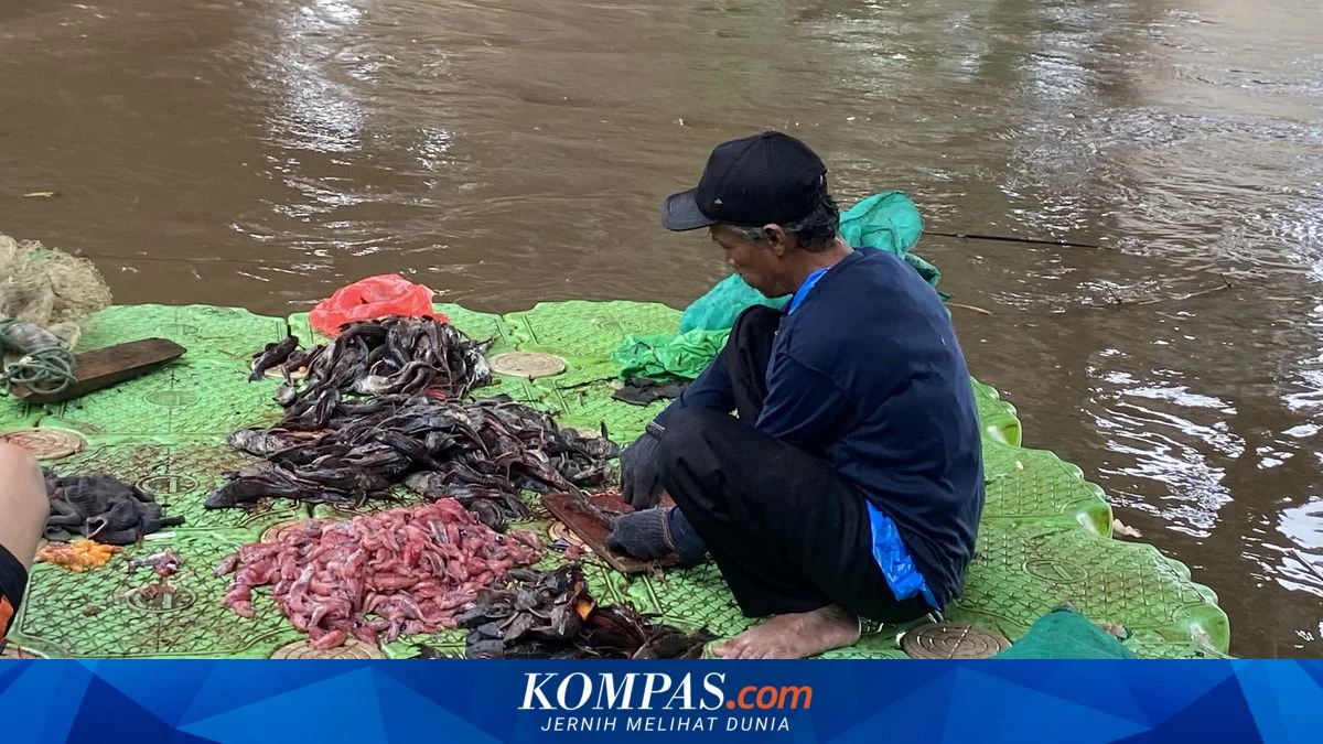 Dosen UNSRI Ungkap Risiko Besar Ikan Sapu-sapu Tak Layak Dikonsumsi di Tengah Penangkapan Massal Jakarta