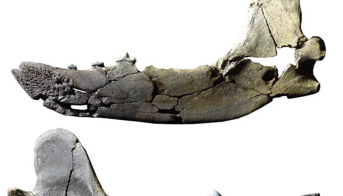 Fosil Rahang Gurita Raksasa Nanaimoteuthis Haggarti: Penemuan yang Mengguncang Pandangan tentang Predator Laut Purba