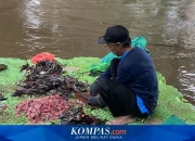 Jakarta Timur Tangkap 763 Kg Ikan Sapu-sapu, Operasi Serentak Dihentikan Secara Masif