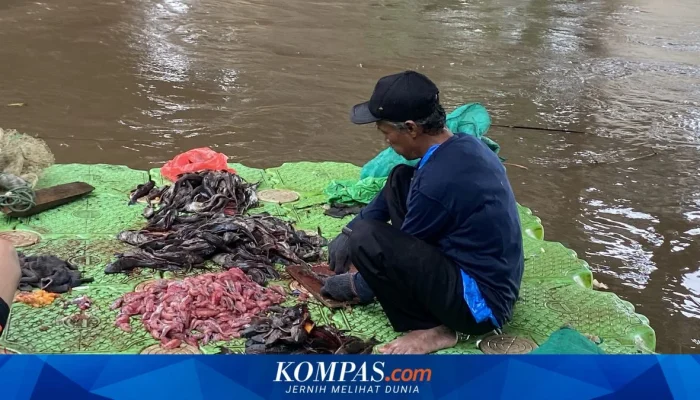 Jakarta Timur Tangkap 763 Kg Ikan Sapu-sapu, Operasi Serentak Dihentikan Secara Masif