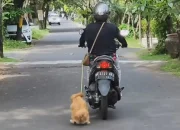 Kucing di Pod Kaca China Bikin Pengendara Terhenti: Fenomena Viral yang Mengguncang Jalan Raya
