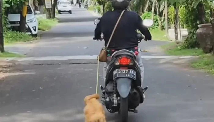 Kucing di Pod Kaca China Bikin Pengendara Terhenti: Fenomena Viral yang Mengguncang Jalan Raya