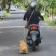 Kucing di Pod Kaca China Bikin Pengendara Terhenti: Fenomena Viral yang Mengguncang Jalan Raya