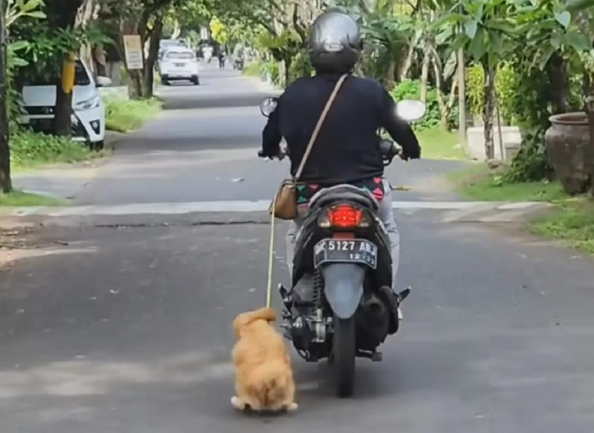 Kucing di Pod Kaca China Bikin Pengendara Terhenti: Fenomena Viral yang Mengguncang Jalan Raya