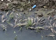 Ledakan Populasi Ikan Sapu-Sapu di Ciliwung Jadi Peringatan Kritis Lingkungan
