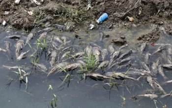 Ledakan Populasi Ikan Sapu-Sapu di Ciliwung Jadi Peringatan Kritis Lingkungan
