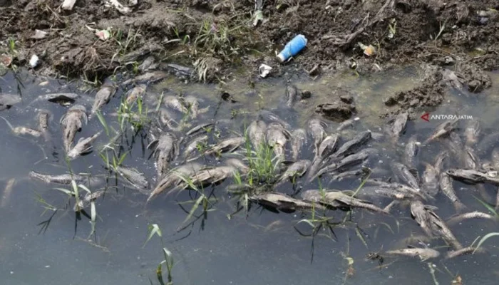 Ledakan Populasi Ikan Sapu-Sapu di Ciliwung Jadi Peringatan Kritis Lingkungan