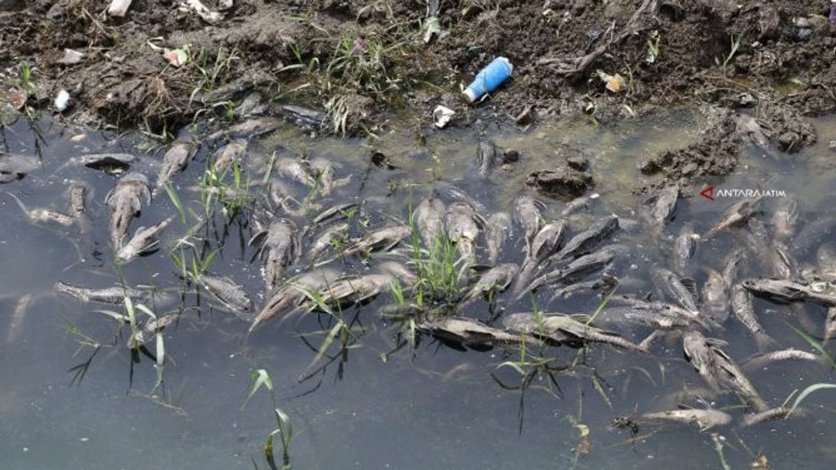 Ledakan Populasi Ikan Sapu-Sapu di Ciliwung Jadi Peringatan Kritis Lingkungan