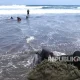 Misteri Selancar Pantai Parangtritis: Remaja 16 Tahun Hilang, Ditemukan Meninggal Setelah Operasi SAR Intensif