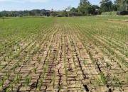 Musim Kemarau 2026 di Jawa Barat Datang Lebih Awal, Lebih Panjang, dan Tantangan Pertanian Menghadirkan Sayuran Tahan Panas