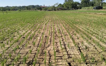 Musim Kemarau 2026 di Jawa Barat Datang Lebih Awal, Lebih Panjang, dan Tantangan Pertanian Menghadirkan Sayuran Tahan Panas