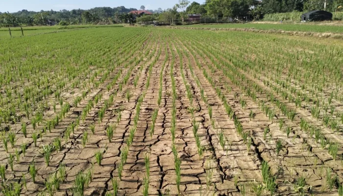 Musim Kemarau 2026 di Jawa Barat Datang Lebih Awal, Lebih Panjang, dan Tantangan Pertanian Menghadirkan Sayuran Tahan Panas