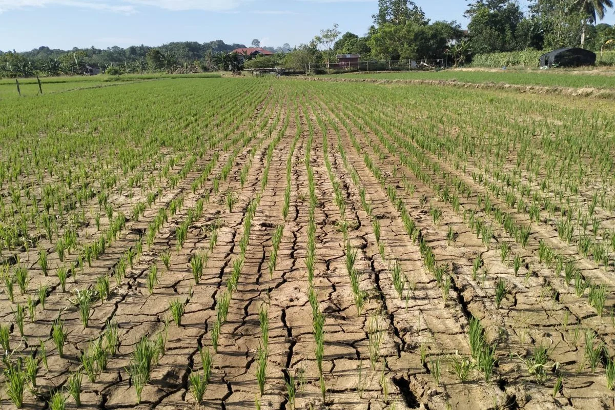 Musim Kemarau 2026 di Jawa Barat Datang Lebih Awal, Lebih Panjang, dan Tantangan Pertanian Menghadirkan Sayuran Tahan Panas
