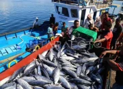 Operasi Besar‑besaran Pemprov DKI: Penangkapan Ikan Sapu‑sapu Mengguncang Ekosistem Jakarta