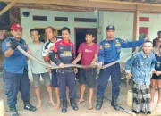 Trenggiling Masuk Rumah Warga di Pekanbaru, Tim Damkar Bergerak Cepat Lakukan Evakuasi Darurat