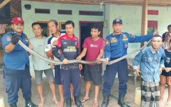 Trenggiling Masuk Rumah Warga di Pekanbaru, Tim Damkar Bergerak Cepat Lakukan Evakuasi Darurat