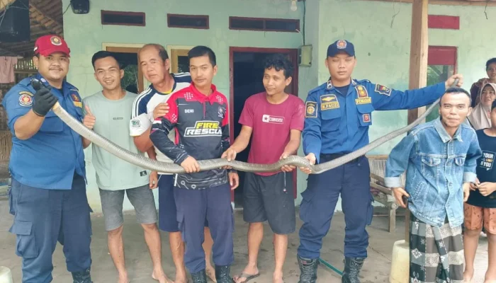 Trenggiling Masuk Rumah Warga di Pekanbaru, Tim Damkar Bergerak Cepat Lakukan Evakuasi Darurat