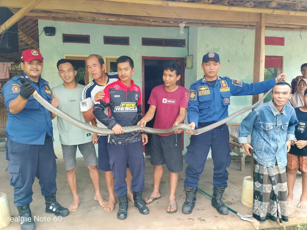 Trenggiling Masuk Rumah Warga di Pekanbaru, Tim Damkar Bergerak Cepat Lakukan Evakuasi Darurat