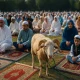 Eid Al-Adha dan El-Gouna: Tradisi Baru di Mesir