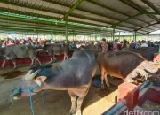Eid Al Adha: Kisah Kerbau Putih yang Selamat dari Kurban dan Tips Berwisata ke Dubai Mall