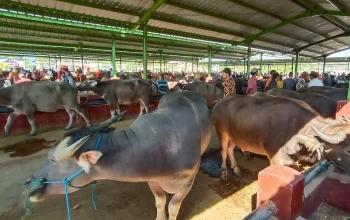 Eid Al Adha: Kisah Kerbau Putih yang Selamat dari Kurban dan Tips Berwisata ke Dubai Mall