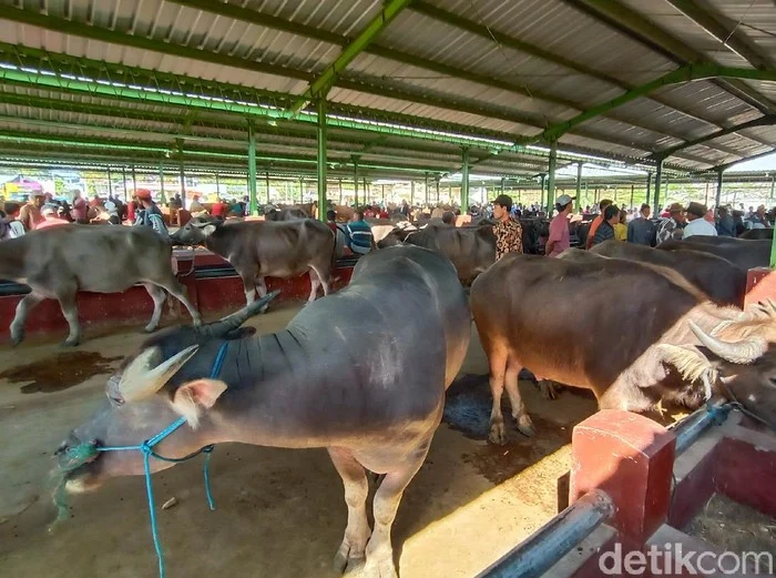 Eid Al Adha: Kisah Kerbau Putih yang Selamat dari Kurban dan Tips Berwisata ke Dubai Mall