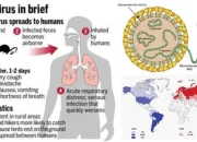 Gejala dan Tanda Bahaya Hantavirus yang Tewaskan 3 Orang di Kapal Pesiar MV Hondius