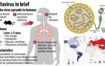 Gejala dan Tanda Bahaya Hantavirus yang Tewaskan 3 Orang di Kapal Pesiar MV Hondius