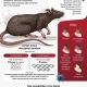 Hantavirus: Apa yang Perlu Anda Ketahui tentang Virus Langka yang Membunuh Tiga Penumpang Kapal Pesiar