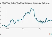 Harga CPO Hari Ini Turun, Dampaknya Terhadap Ekonomi dan Industri