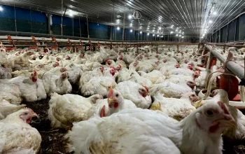 Krisis Pangan Global dan Dampaknya pada Peternakan Unggas di Indonesia