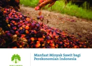 Mengenal Minyak Sawit dan Dampaknya terhadap Perekonomian Indonesia