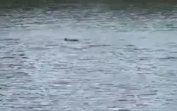 Misteri Buaya Racun di Sungai Mandar: Warga Tinambung Temukan Mayatnya setelah Serangkaian Serangan Mematikan