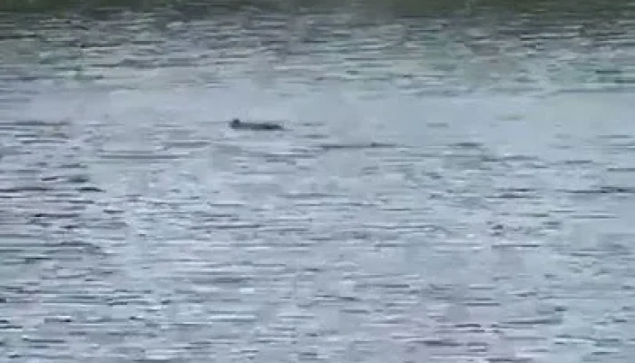 Misteri Buaya Racun di Sungai Mandar: Warga Tinambung Temukan Mayatnya setelah Serangkaian Serangan Mematikan