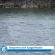 Misteri Buaya Racun di Sungai Mandar: Warga Tinambung Temukan Mayatnya setelah Serangkaian Serangan Mematikan