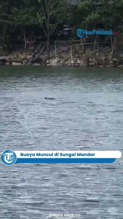 Misteri Buaya Racun di Sungai Mandar: Warga Tinambung Temukan Mayatnya setelah Serangkaian Serangan Mematikan