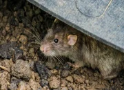 NFP dan Hantavirus: Dua Isu Global yang Mengglobal