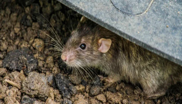 NFP dan Hantavirus: Dua Isu Global yang Mengglobal